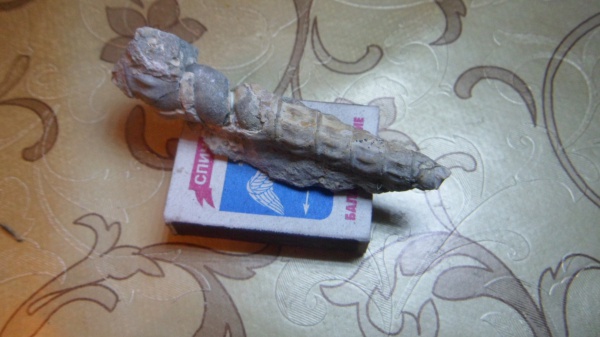 брюхоногие моллюски, Gibboscala, Gibboscala clementina