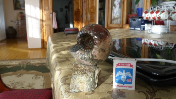 аммониты, Cadoceras, Cadoceras elatmae, Cadoceratinae, Cardioceratidae, Ammonites