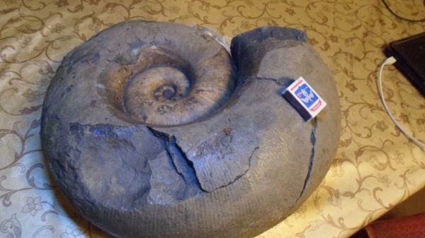 аммониты, Ammonites, Lytoceras
