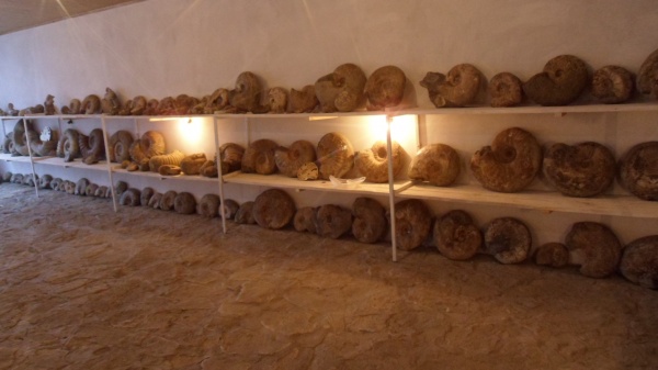 аммониты, Ammonites