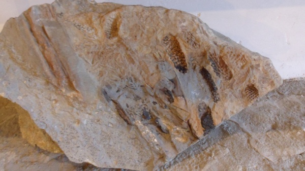 окаменевшее дерево