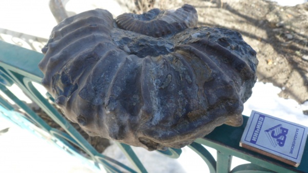 аммониты, прижизненные повреждения, Ammonites, Ancyloceratidae