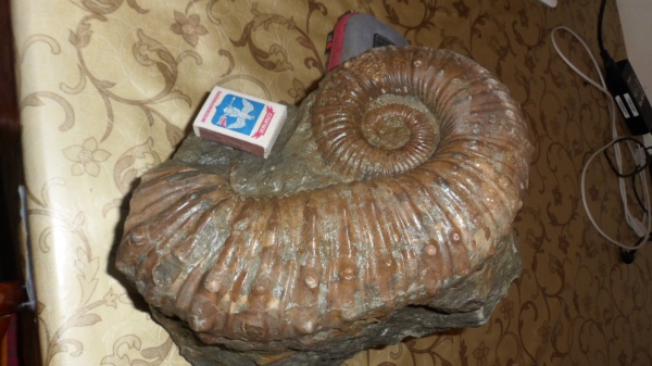 аммониты, Ammonites, Ancyloceratidae
