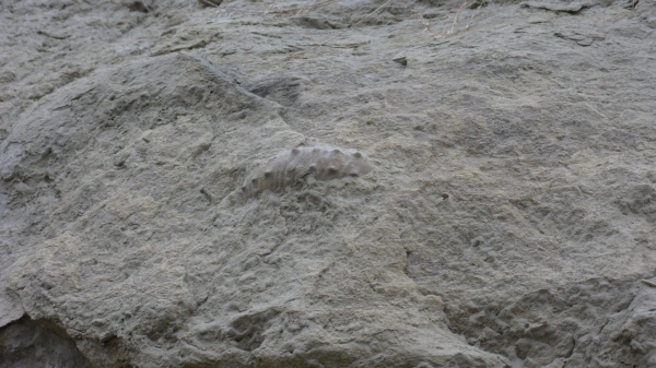 аммониты, Ammonites, Ancyloceratidae