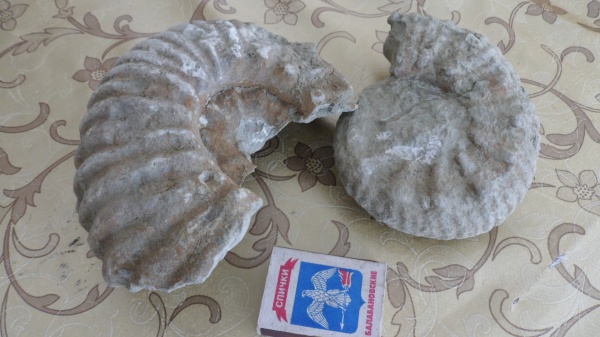 аммониты, Ammonites