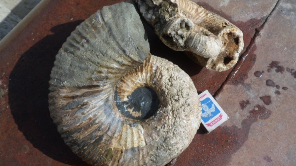 аммониты, Epicheloniceras, Ammonites