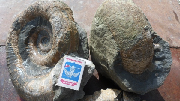 аммониты, Ammonites, Lytoceras, Cicatrites, Cicatrites abichi