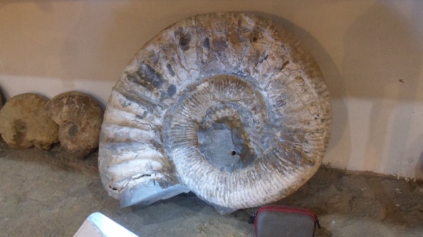 аммониты, Ammonitoceras, Ammonites, Pseudoaustraliceras, Pseudoaustraliceras pavlowi