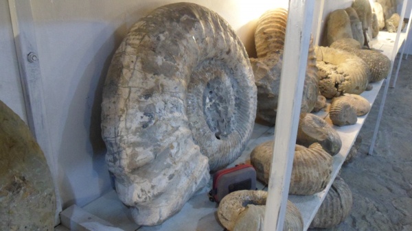 аммониты, Ammonitoceras, Ammonites, Pseudoaustraliceras, Pseudoaustraliceras pavlowi