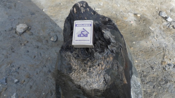 окаменевшее дерево