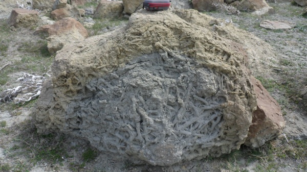 ихнофоссилии