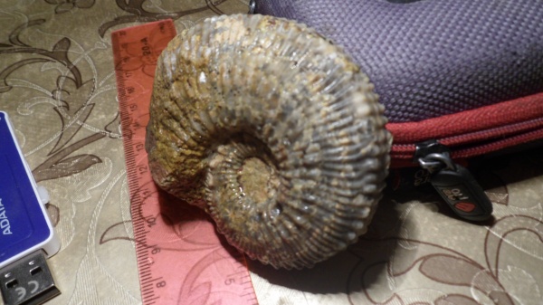 аммониты, Kosmoceras, Ammonites
