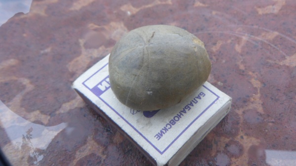 морские ежи, иглокожие, Collyrites