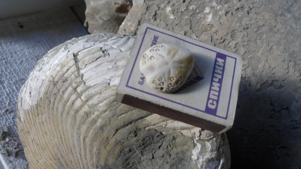 морские ежи, Lovenia forbesi