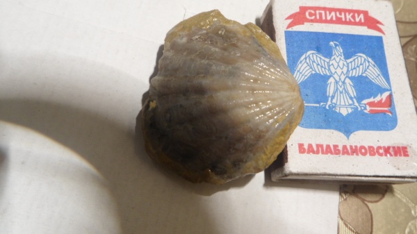 двустворчатые моллюски, гребешки