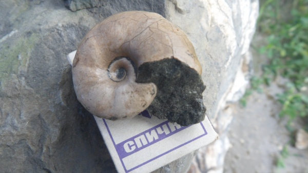 аммониты, Ammonites, Melchiorites, Desmoceratidae