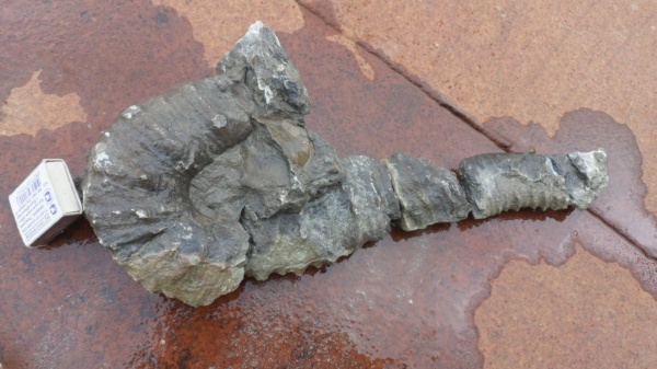 аммониты, Ammonites