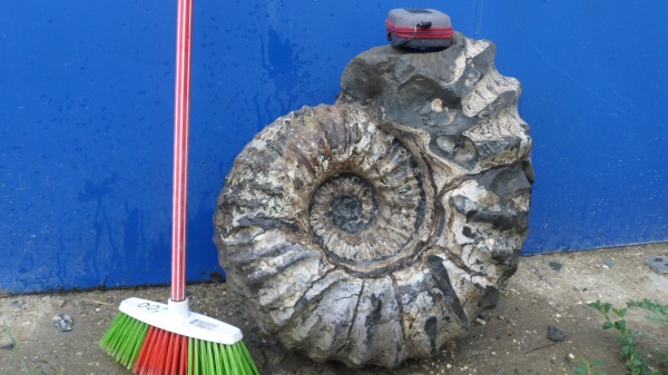 аммониты, Ammonites