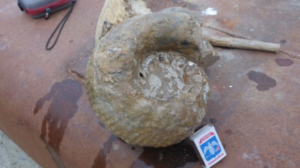 аммониты, Erymnoceras, Ammonites