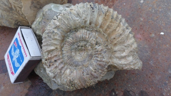 аммониты, Peltoceras, Ammonites