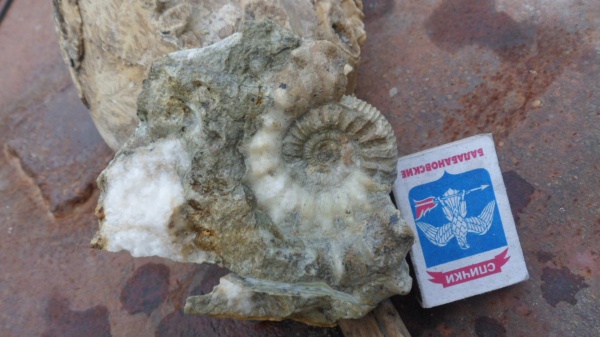 аммониты, Euaspidoceras, Ammonites