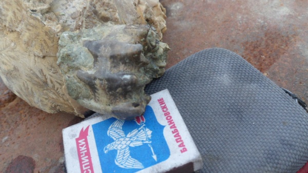 аммониты, Euaspidoceras, Ammonites