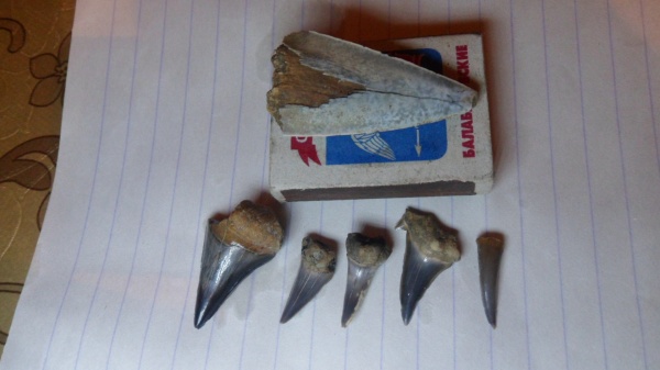 зубы акул, shark teeth