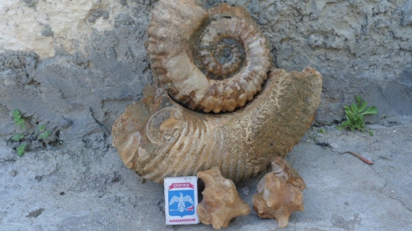 аммониты, Ammonitoceras, Ammonites