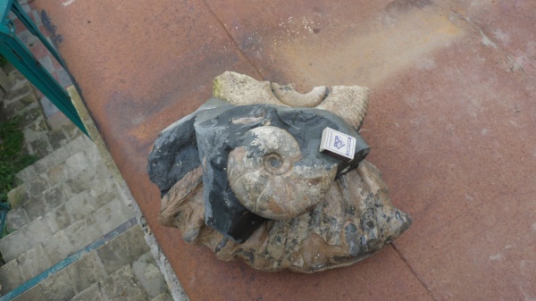 аммониты, Desmoceras, Ammonites, Desmoceratidae