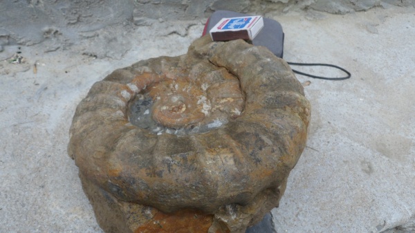 аммониты, келловей, Choffatia, Perisphinctidae, Ammonites, Callovian, Middle Jurassic