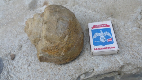 брюхоногие моллюски