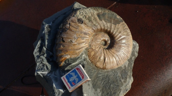 аммониты, Ammonites