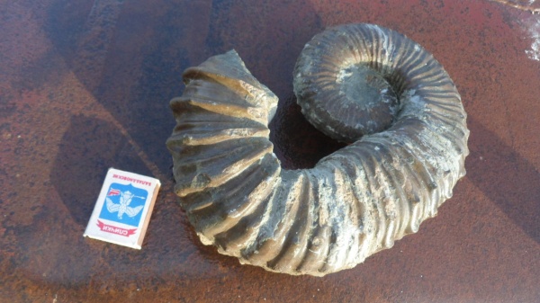 аммониты, Ammonites, Pseudocrioceras, Ancyloceratidae