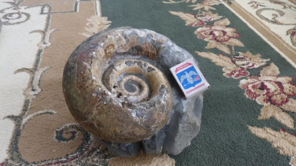 аммониты, Ammonites, Lytoceratina, Cicatrites