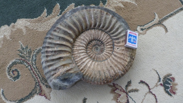 аммониты, Ammonites, Acanthohoplites