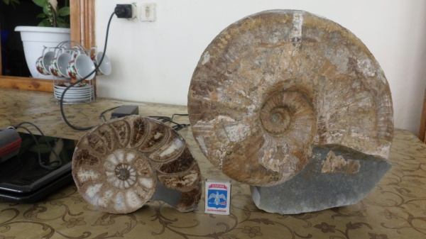 аммониты, Ammonites, Parahoplites