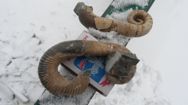 аммониты, гетероморфные аммониты, Ammonites, Acrioceras, Acrioceras furcatum, heteromorph ammonites