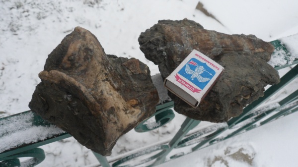 двустворчатые моллюски, Isognomon