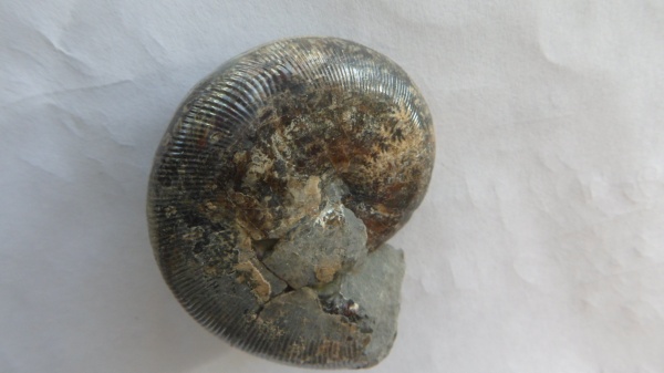 аммониты, Euphylloceras, Ammonites, Phylloceratidae