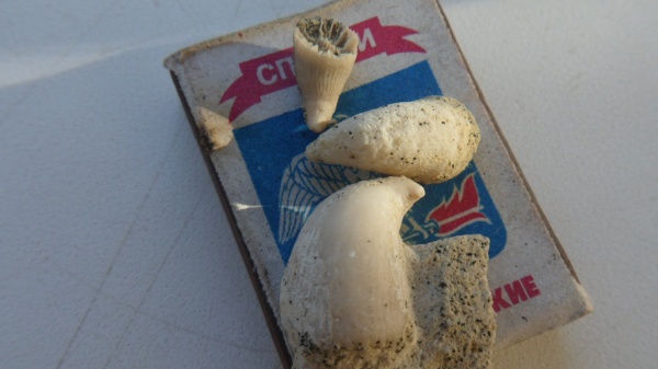 кораллы, Scleractinia, Caryophyllia