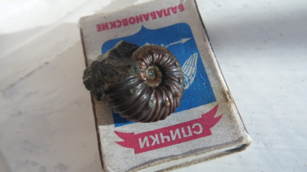 аммониты, Ammonites, Acanthohoplites