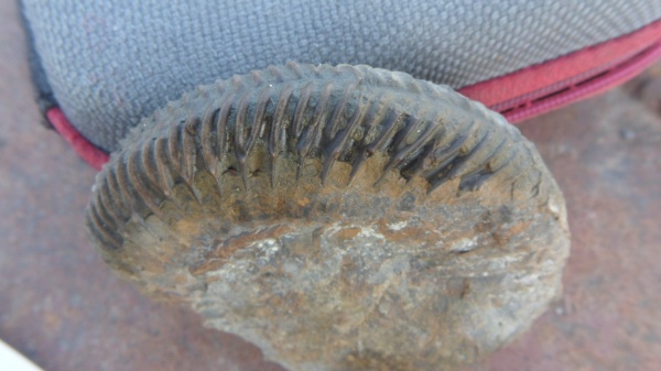 аммониты, Parkinsonia, Ammonites