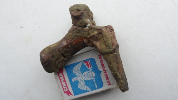 рептилии, плезиозавры