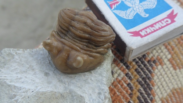 трилобиты, Asaphus, Asaphus punctatus