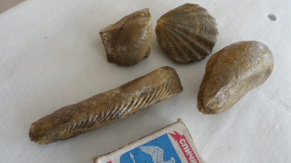 двустворчатые моллюски, Lima, гребешки, мидии