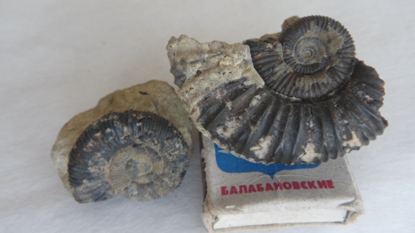 аммониты, Peltoceras, Ammonites