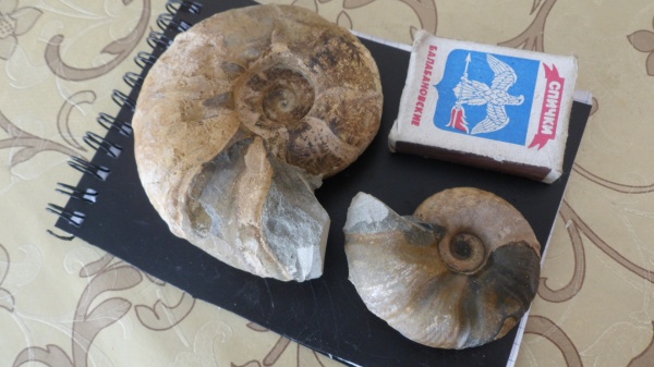 аммониты, Ammonites, Zuercherella