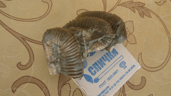 аммониты, Ammonites, Heteroceratidae, Heteroceras