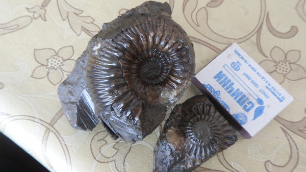 аммониты, Stephanoceras, Ammonites, Stephanoceras mutabile