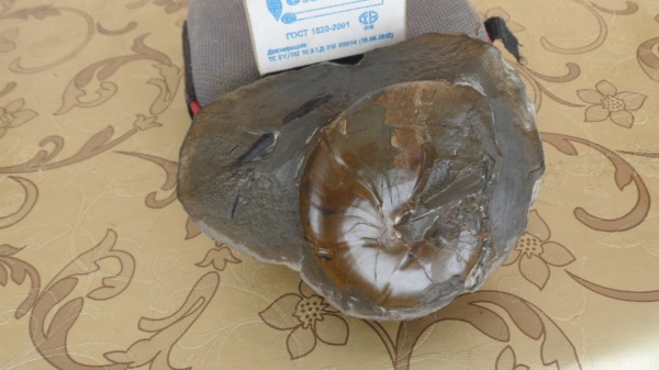 аммониты, Calliphylloceras, Holcophylloceras, Ammonites, Holcophylloceras zignodatum